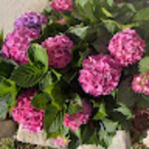 Meet your Posher, Ingrid